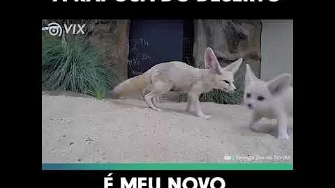 O que come o feneco?