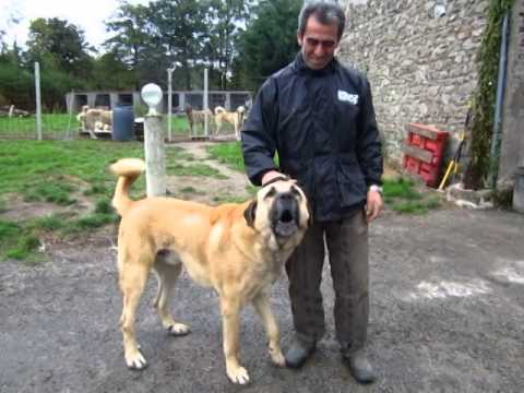 Kangal Georges Agn Berger Danatolie Aslanda Goutte Noire Agn Anatolian Shepherd