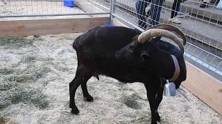 希少なクロヤギ　Nera Verzasca Goat　2017 1016