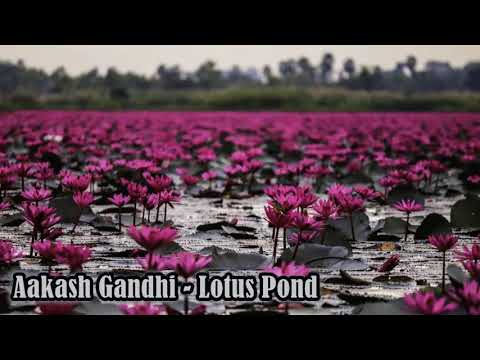 Aakash Gandhi - Lotus Pond