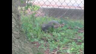 Eastern Gray Squirrels Mating in April