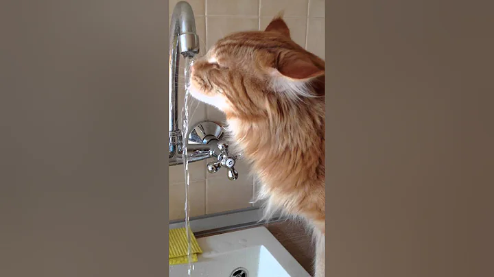 Watch the video about Maine coon drinking water from the tap