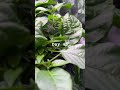 AeroGarden / jalapeños / Day 45