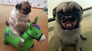 Funny And Cute Dogs Videos Compilation || Awesome Funny Pet Animals Videos #12 by Magic TV 411 views 3 years ago 5 minutes, 9 seconds