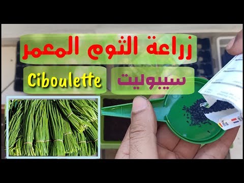 زراعة الثوم المعمر او السيبوليت Ciboulette من البذور.