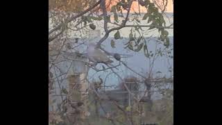a Dove in my backyard