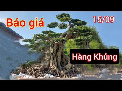 Video Báo giá cây ngày 15/09. Nhà vườn Phong Sơn chuyên cây... - youtube