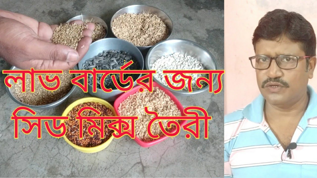 লাভ বার্ডের জন্য সিড মিক্স তৈরীর গোপন কৌশল ||  Seed mix for love birds ||