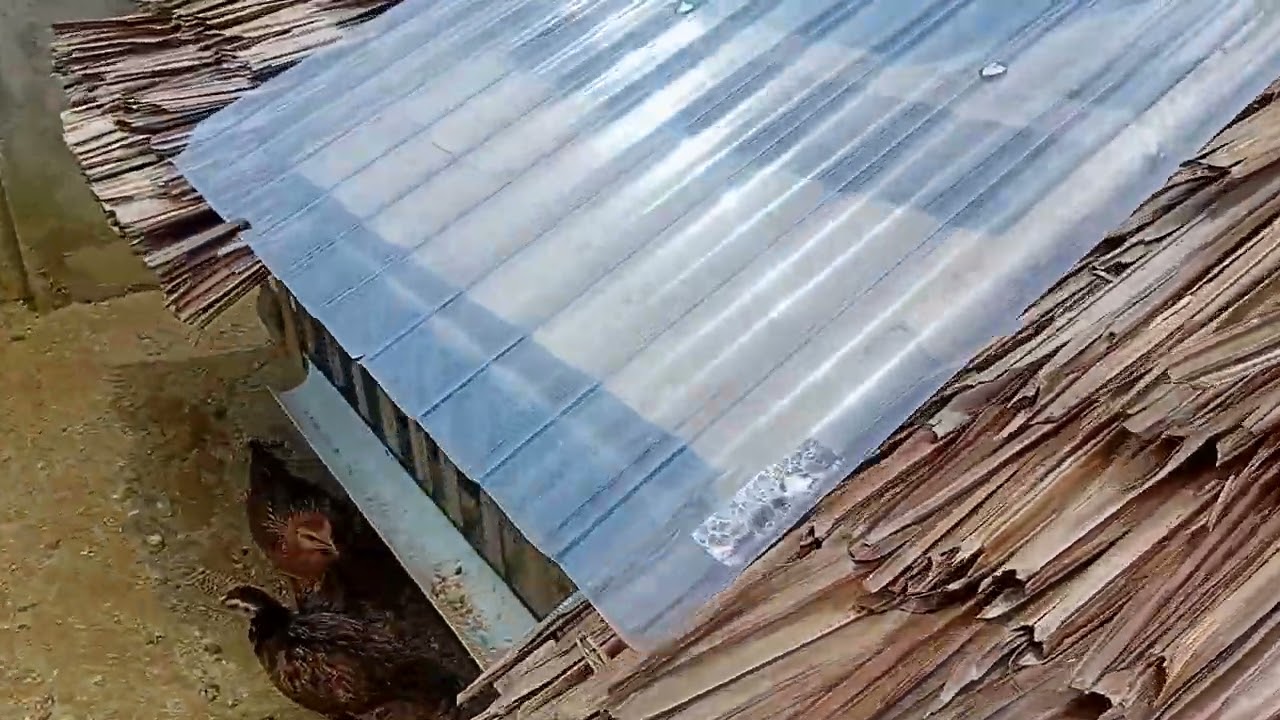 Panen telur di Kandang Mini Melola Farm