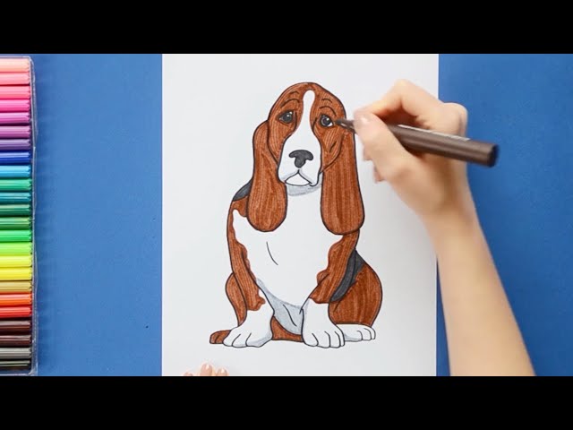 Basset Hound Drawings for Sale  Fine Art America