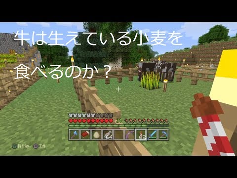 マインクラフトPS４　yu-maワールドの紹介　part２　牛は植えられた小麦をたべるのか？