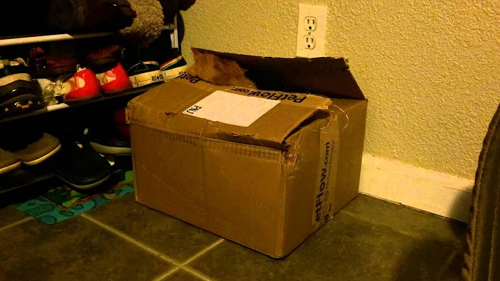 Watch the video about Exotic Shorthair Puff just loves his new box