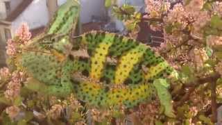 The grumpy chameleon by Thiago Oliveira 18,733 views 9 years ago 31 seconds