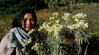 Gunung Buthak Via Batuembun Aja Beku