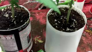 Quick look at the plants