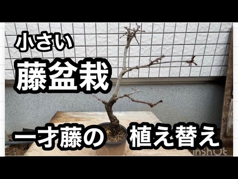 盆栽】 一才藤盆栽を植え替えて、一回り小さくつくってみるI'm going