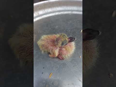 15 tháng 1, 2026#Shorts