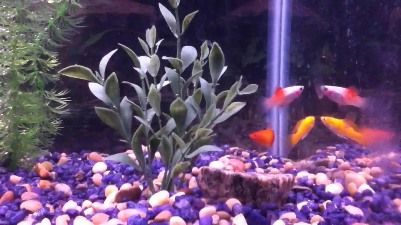 New Live Bearer Aquarium YouTube