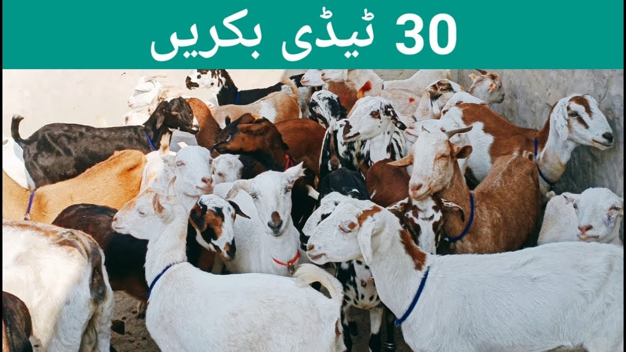 Teddy Goat Farming In Pakistan For Sale Goats In DG Khan بکرا سیل پوائنٹ YouTube