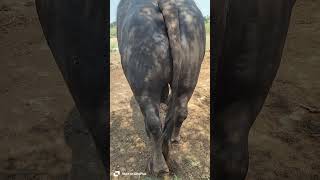 Top Quality Murrah Bull Video !! Bull Videos 2026 !! Dairy Farm !! Yadav Dairy Farm !! Murrah Bull