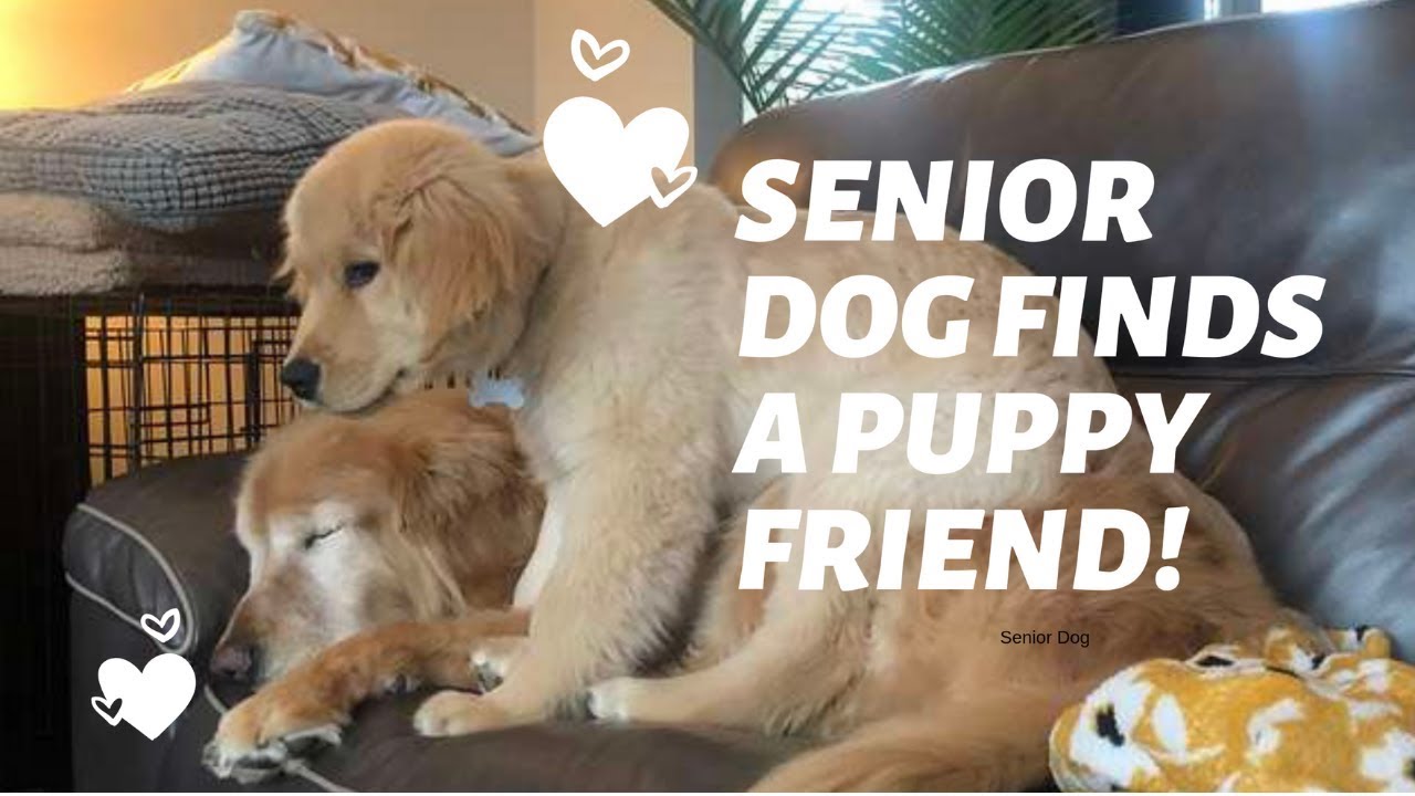 Blind Senior Dog Finds A Puppy Friend To Show Him The Way - YouTube
