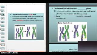 Mutation Notes Part 2