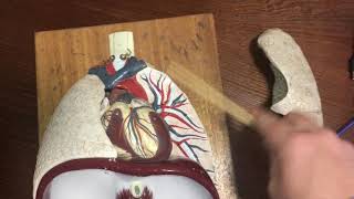 Diaphragm Openings and Thoracic Cavity Model