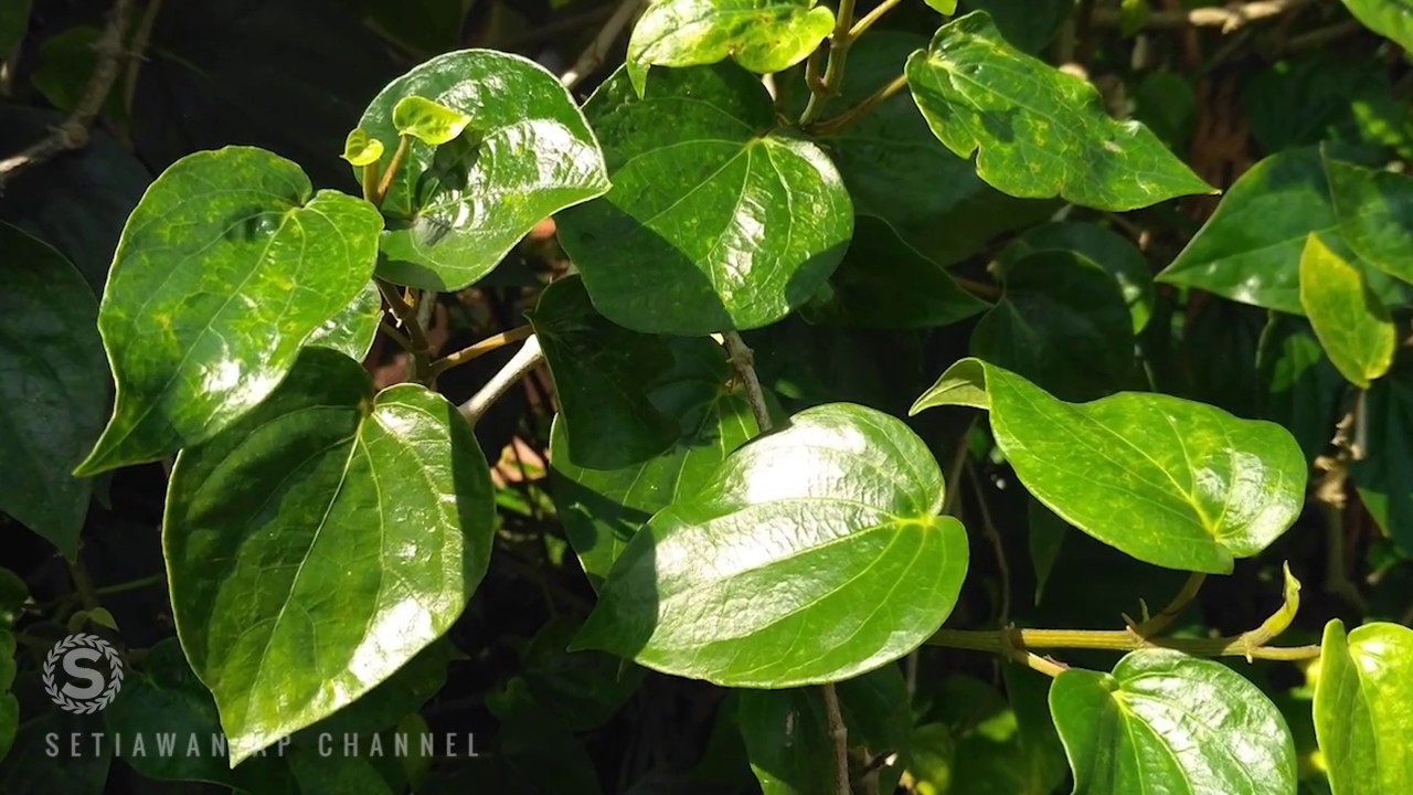 24 Khasiat & Manfaat Daun Sirih Hijau Si Obat Herbal Super Bagi
