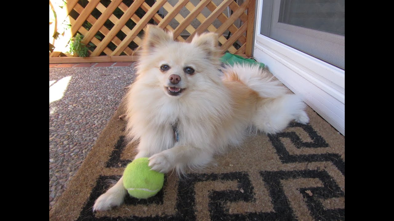 Dolly the Pomeranian