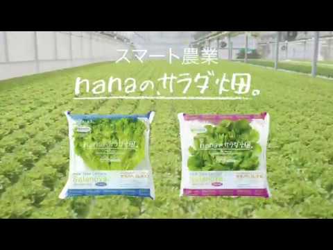 野菜 Nana ナンダ | サラダ菜 | 野菜種子 | シンジェンタジャパン
