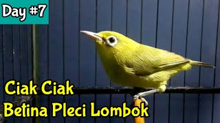 Ciak Ciak Pleci Lombok Betina Memanggil Jantan Supaya Cepat Gacor (2/2/21)