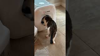 Coolest Cat Shedding Tool Ever!