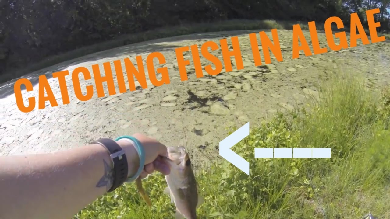 Pond scum algae is ruining this pond! I can't fish in this 365 Bass