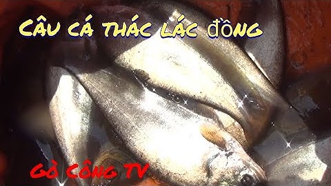 |CÁ THÁC LÁC| Dân Câu Câu Đã Xuống Cần Là Cá Phải ĐỚT - GIỰT- GIỰT | GÒ CÔNG TV