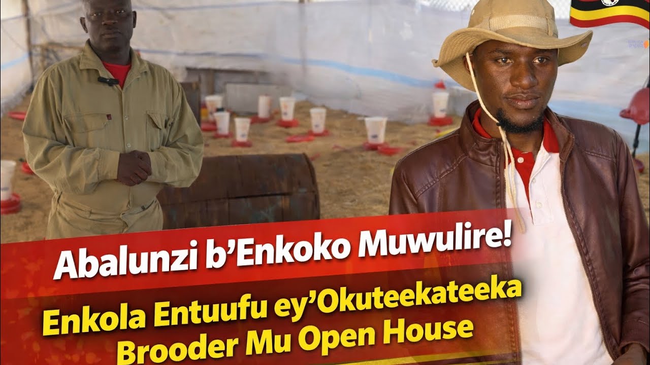 Abalunzi b’Enkoko Muwulire! ENKOLA ENTUUFU ey’Okuteekateeka BROODER mu KIYUMBA EKIGGULE