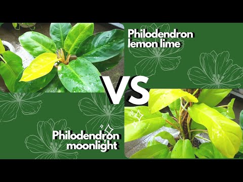 Philodendron Moonlight Vs Philodendron Lemon Lime | Persamaan dan  Perbedaannya