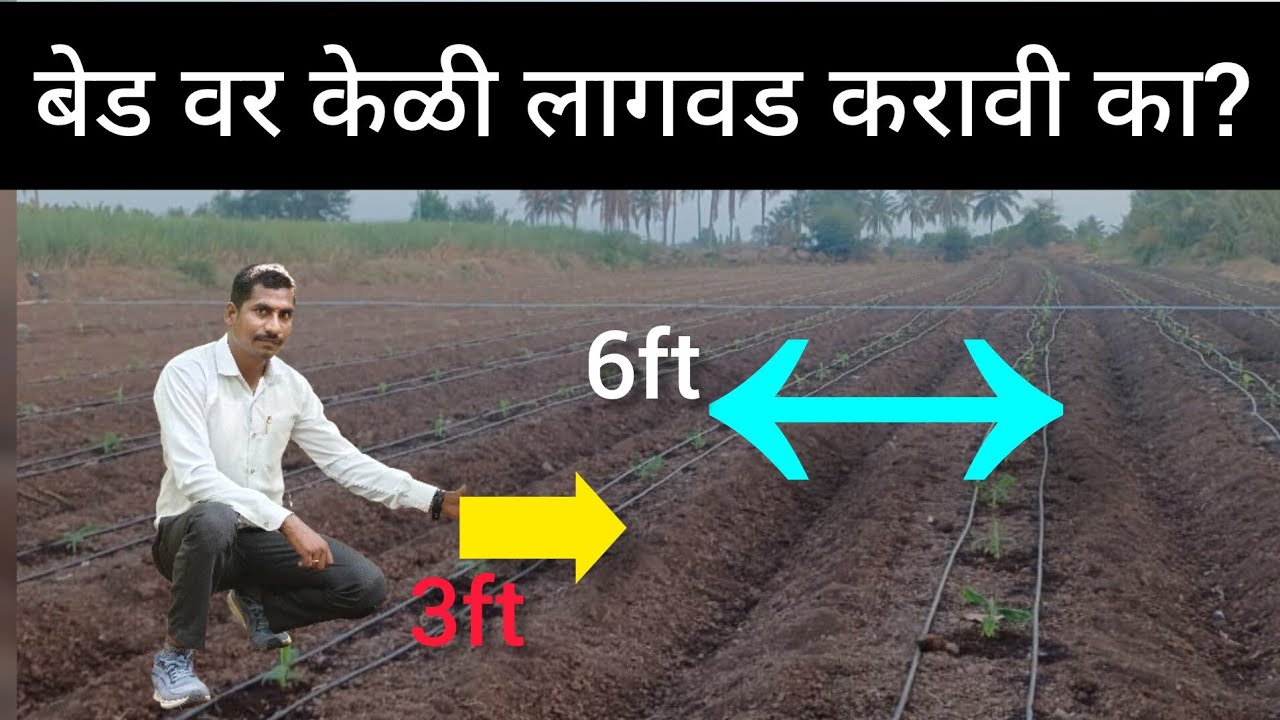 बेड वर केळी लागवड करण्याचे फायदे | 9978686940