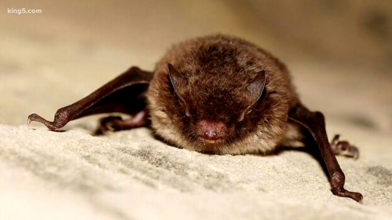 Health alert following rabit bat bite near UW