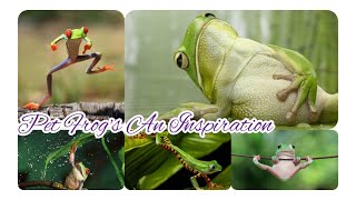 Inspirations From Pet Frog, It is The Smart Little Cute Creature to Treasure | Cute Pets Bonding