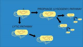 Bacteriophage Lambda - Cro and cI