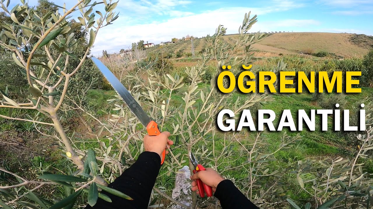 Üç Yaşındaki Zeytin Fidanlarını Buduyoruz || Budama Eğitimi