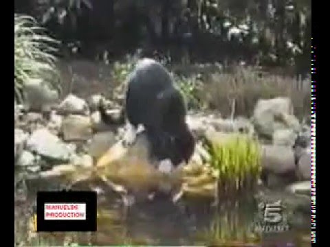 没人能忍得住的搞笑意外集合.flv