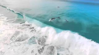 Surfers Swim with Dolphins in Australia