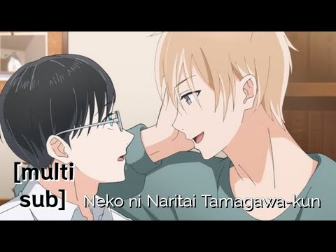 Multi Sub Neko Ni Naritai Tamagawa Kun