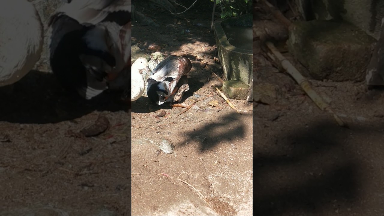 Indian runner duck farming in Indian village 