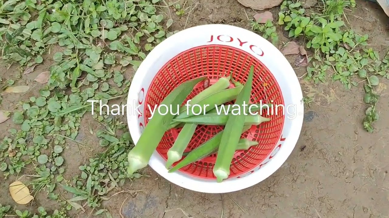 How tall can an okra plant grow? You need a ladder! Tug along :) 