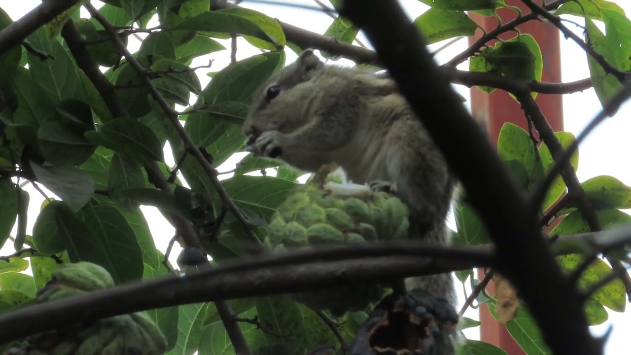 Five Striped Palm Squirrel. 21 10 25  S   Shiv Ngr b   2