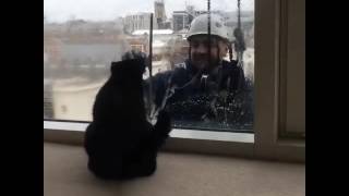 The cat and the window cleaner - Кот и мойщик окон