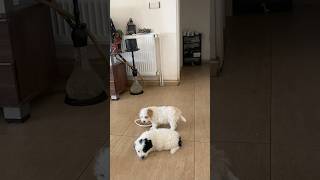 Koca kafa yemiyor 🤧😳 #puppy #doglife