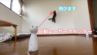 猫夢中【自動レーザーポインター】